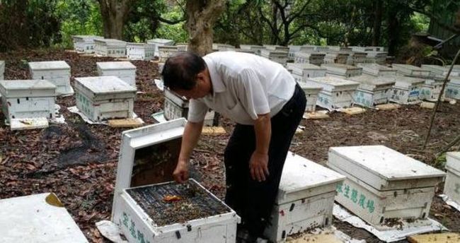 氣候異常! 蜜蜂死一半 蜂蜜價格飆10年新高 | 華視新聞