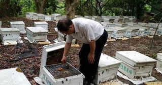 氣候異常! 蜜蜂死一半 蜂蜜價格飆10年新高