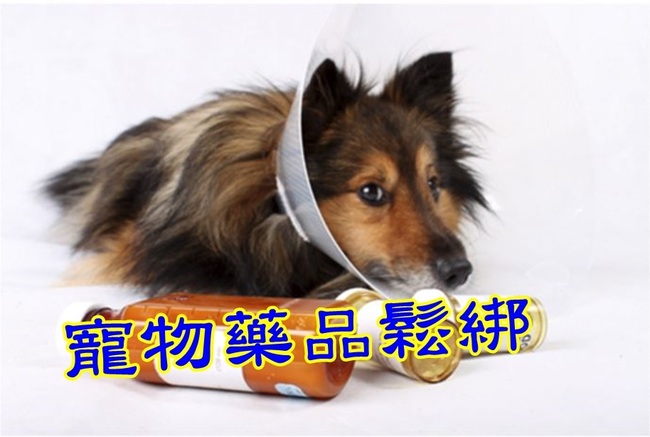動物藥品鬆綁 飼主可攜帶自用寵物藥品 | 華視新聞