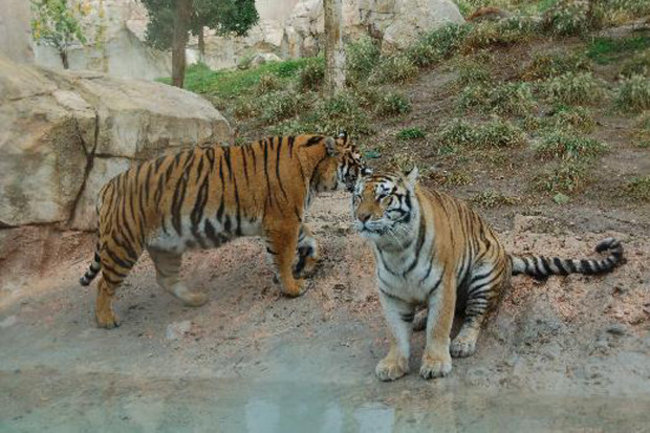 驚! 西班牙動物園老虎攻擊飼育員致死 | 華視新聞