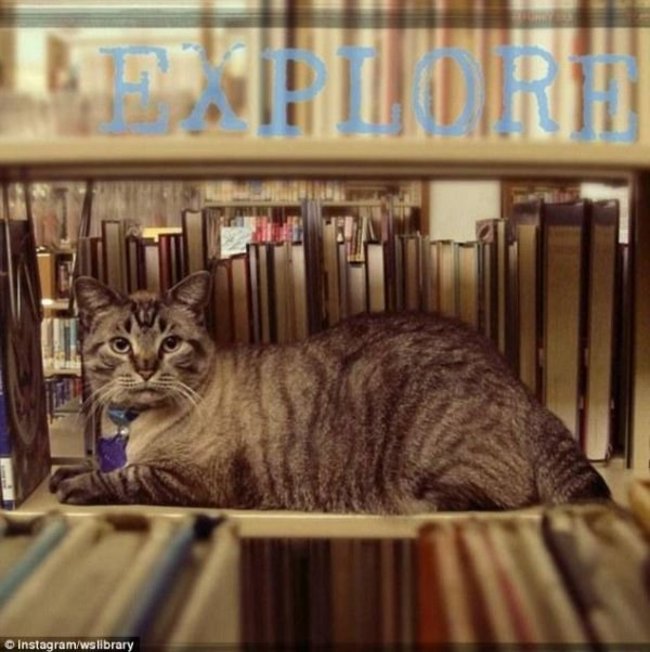 "貓狗"不平權?! 貓咪圖書館任職6年被開除 | 華視新聞