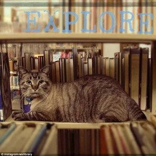 "貓狗"不平權?! 貓咪圖書館任職6年被開除