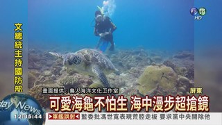 小琉球海龜 萌照紅到國外