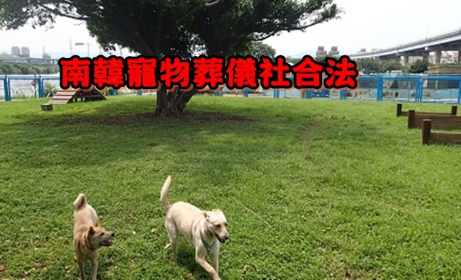 毛小孩往生免丟棄 南韓寵物葬儀合法化 | 華視新聞