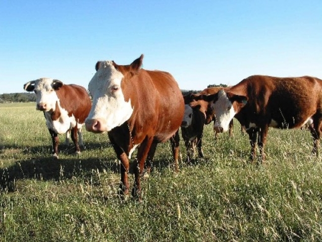 加拿大牛狂牛症風險低? 食藥署宣布解禁! | 華視新聞