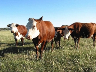加拿大牛狂牛症風險低? 食藥署宣布解禁!