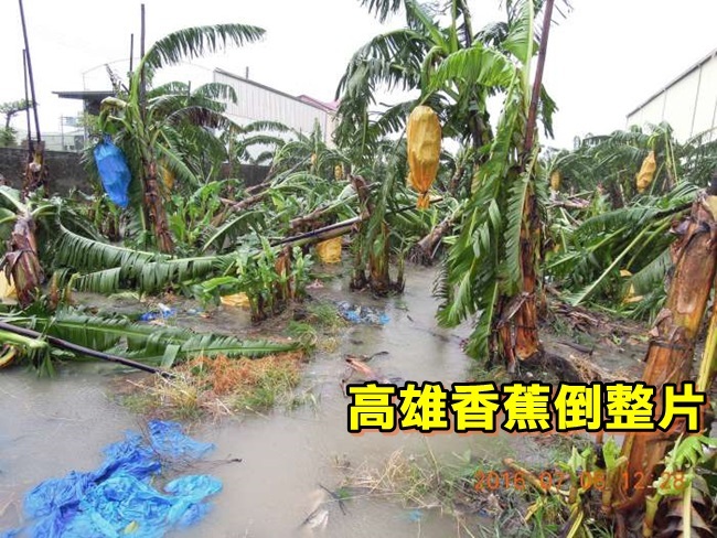 高雄農損初估破1400萬 香蕉倒整片 | 華視新聞