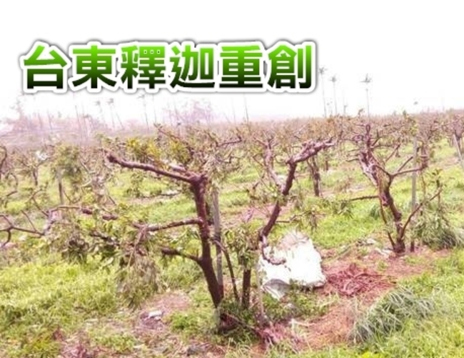 農民已哭! 尼伯特颱風農損逾6億 台東佔9成 | 華視新聞