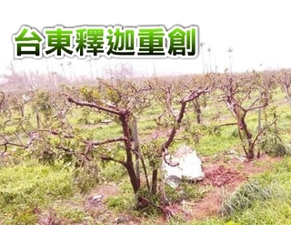 農民已哭! 尼伯特颱風農損逾6億 台東佔9成