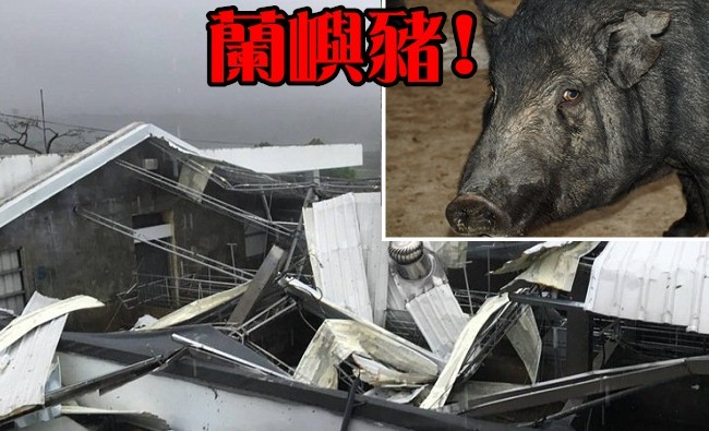 風災斷電近3天 種畜場:蘭嶼豬種源品質恐受影響! | 華視新聞