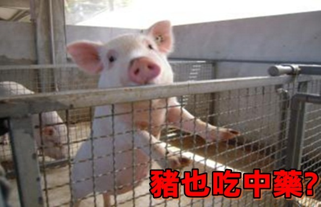 豬吃中藥較健康? 1隻賣1萬4千元 | 華視新聞