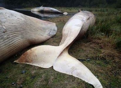 智利又現鯨魚集體死亡 海灘上橫屍遍野 | 去年12月智利同一處海灘也發生鯨魚集體死亡(翻攝美聯社)