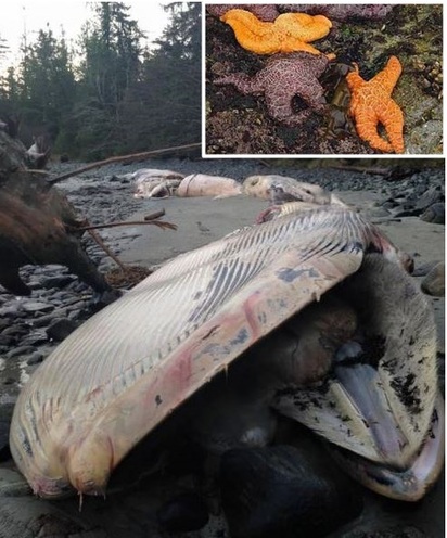 智利又現鯨魚集體死亡 海灘上橫屍遍野 | 生物學家研判是有害藻類增生(翻攝美聯社)
