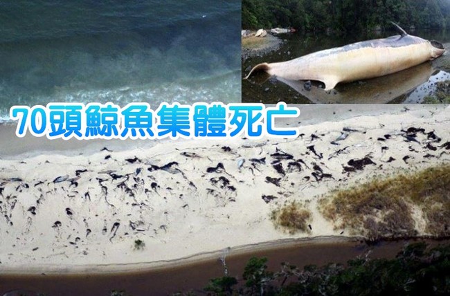 智利又現鯨魚集體死亡 海灘上橫屍遍野 | 華視新聞