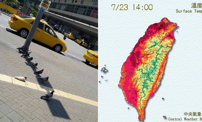 台北14:05高溫36.4度 高雄鴿子熱爆躲太陽 | 華視新聞