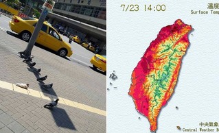 台北14:05高溫36.4度 高雄鴿子熱爆躲太陽