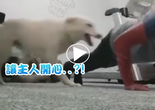 【影】這狗家教有問題?! 主人運動牠一秒開腿 | 華視新聞