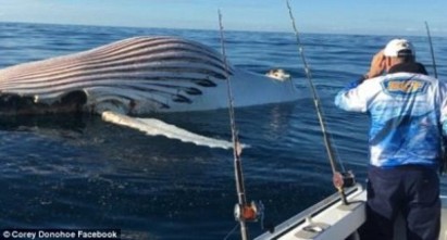 海上驚見巨大球狀異形 解密後還很危險... | 一群鯊魚開始吃了鯨魚的屍體後，圓球狀的形狀開始消風。翻攝自每日郵報。