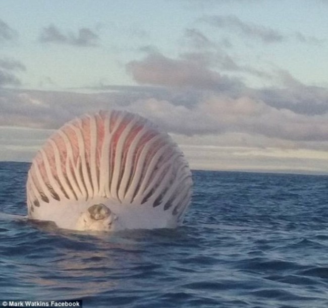 海上驚見巨大球狀異形 解密後還很危險... | 華視新聞