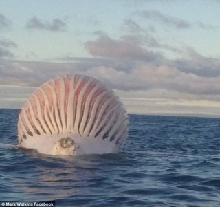 海上驚見巨大球狀異形 解密後還很危險...