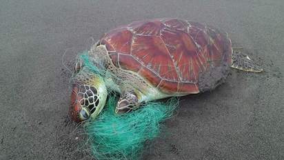 又是廢棄漁網惹的禍! 纏死無辜海龜 | 