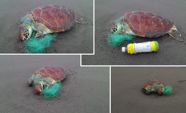 又是廢棄漁網惹的禍! 纏死無辜海龜 | 華視新聞