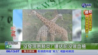 "宵久"抱病而死 3問台北動物園
