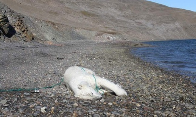 今年第4起挪威北極熊遭射殺 兇手是他 | 華視新聞