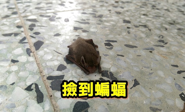 網友:撿到蝙蝠怎麼辦?! 荒謬答案一籮筐 | 華視新聞