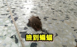 網友:撿到蝙蝠怎麼辦?! 荒謬答案一籮筐