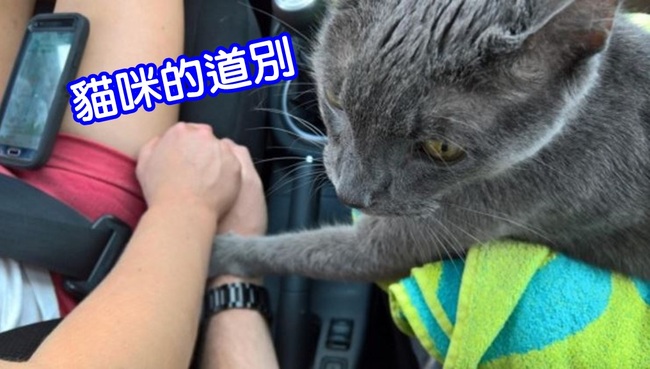 安樂死前咪貓安慰主人 「我永遠愛你們」 | 華視新聞