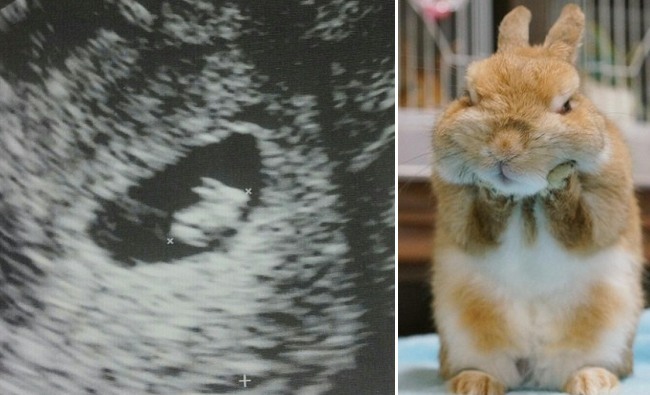 超音波照好萌! 孕婦:我懷了兔子嗎? | 華視新聞