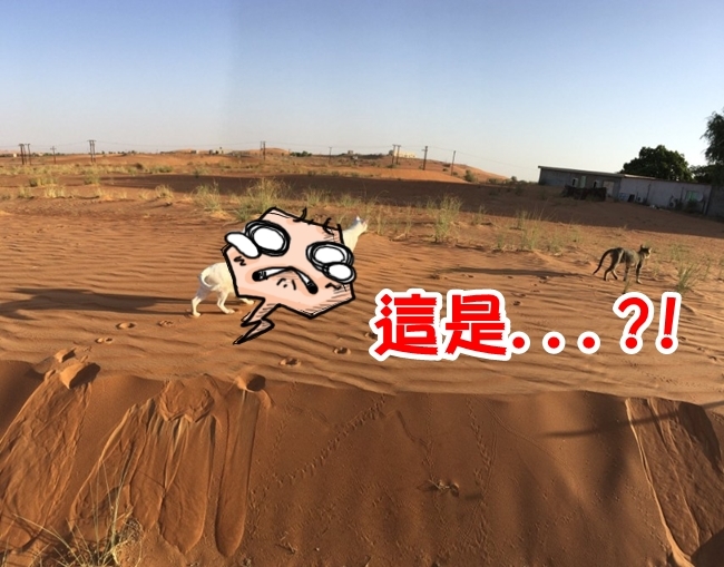 奇! 沙漠全景攝影 拍到詭異怪貓 | 華視新聞