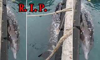 富岡漁港有鯨豚死亡! 疑迷途誤闖