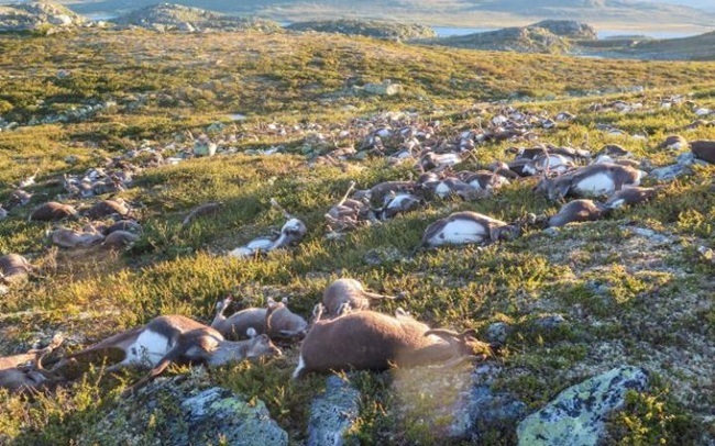 323馴鹿遭閃電擊中死亡 挪威人:太不尋常! | 華視新聞