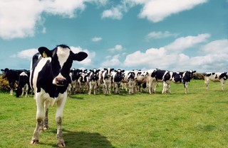 5百頭乳牛被偷 農場主竟渾然不知!