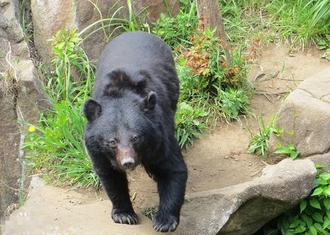 日本黑熊攻擊釣魚老翁 他用這一招保命 | 華視新聞