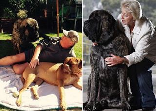 澳洲113kg英國獒犬 卻是柔情治療師