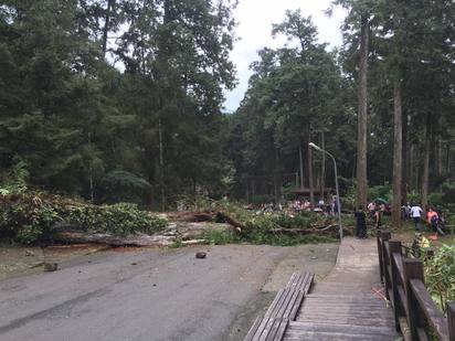 溪頭森林遊樂區驚傳神木倒塌 3人受傷 | 
