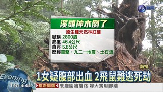 溪頭千年神木倒塌 壓傷3遊客