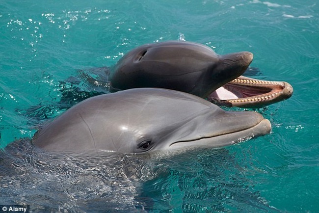 【影】海豚真聰明 研究人員錄到海豚語言了! | 華視新聞