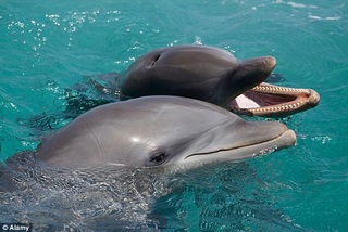 【影】海豚真聰明 研究人員錄到海豚語言了!