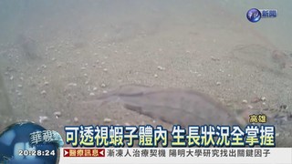 水下攝影監看 養蝦免驚颱風來?
