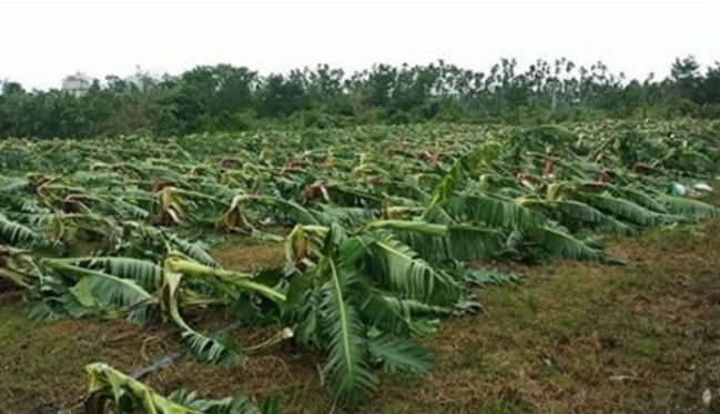 颱風莫蘭蒂害的 看這照片秒懂農民苦! | 華視新聞