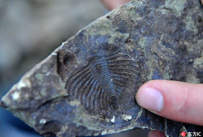 上億年三葉蟲化石出土 紋路清晰可見 | 華視新聞