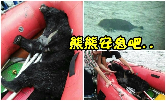 驚! 台灣黑熊遭斷掌 過溪慘溺斃 | 華視新聞