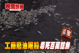 【晚間搶先報】工廠排廢油 毒殺逾5百萬隻魚