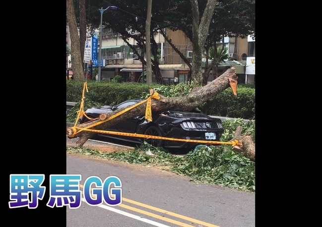 「陣亡了!」路樹遭風吹倒 壓百萬”野馬” | 華視新聞