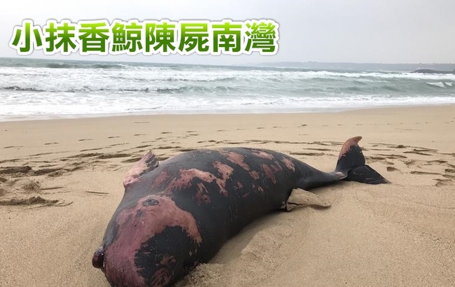梅姬過境 小抹香鯨屍體遭沖上南灣 | 華視新聞
