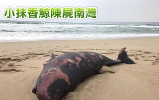 梅姬過境 小抹香鯨屍體遭沖上南灣